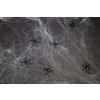 Spiderweb Decoration with Spiders